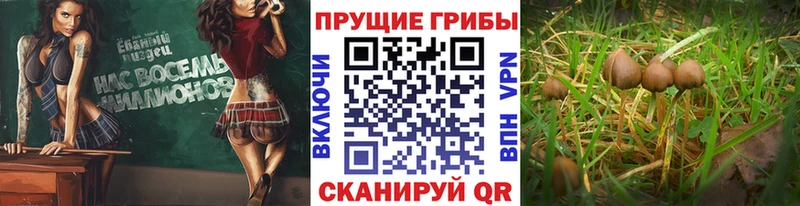 Псилоцибиновые грибы Cubensis  Горно-Алтайск 